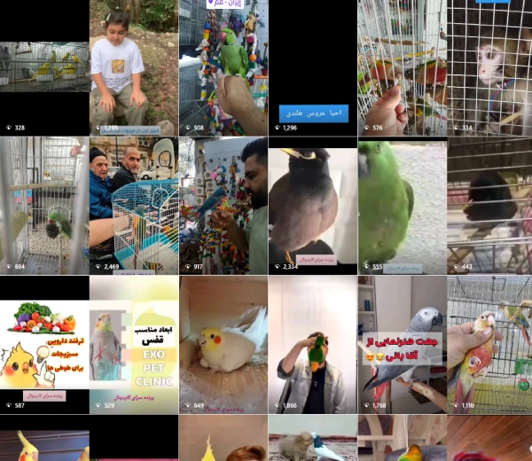 پرنده فروشی کاردینال قم